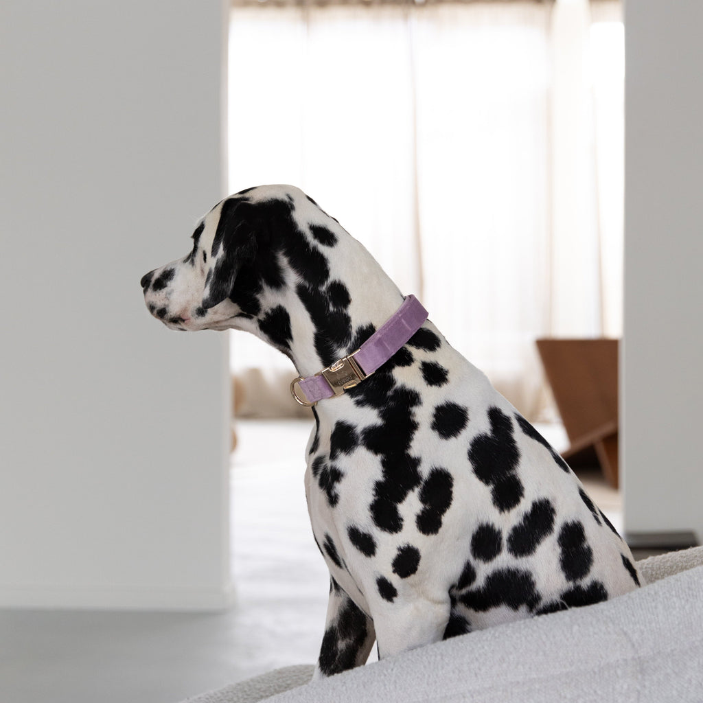 'Lilac' - Velvet Dog Collar