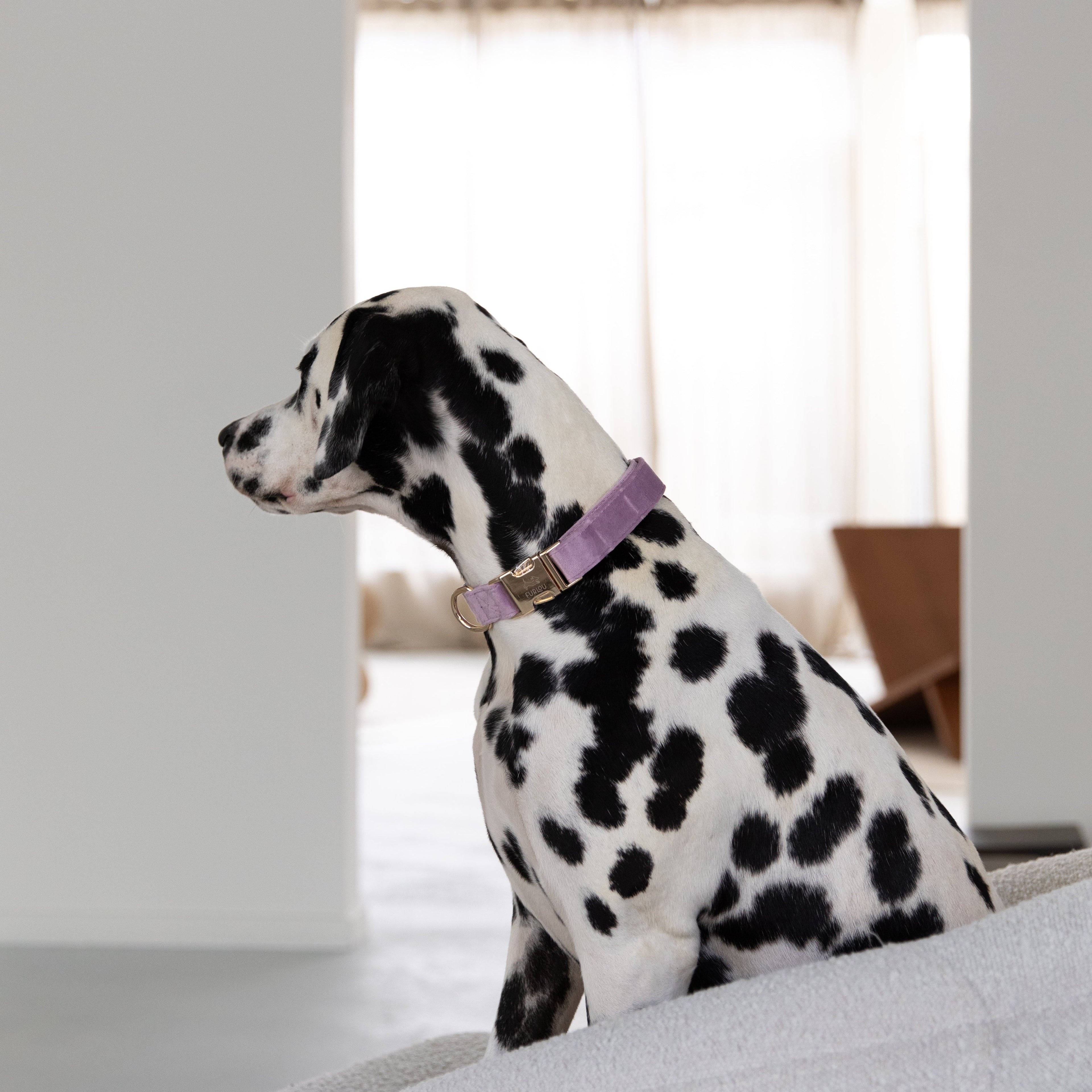 'Lilac' - Velvet Dog Collar