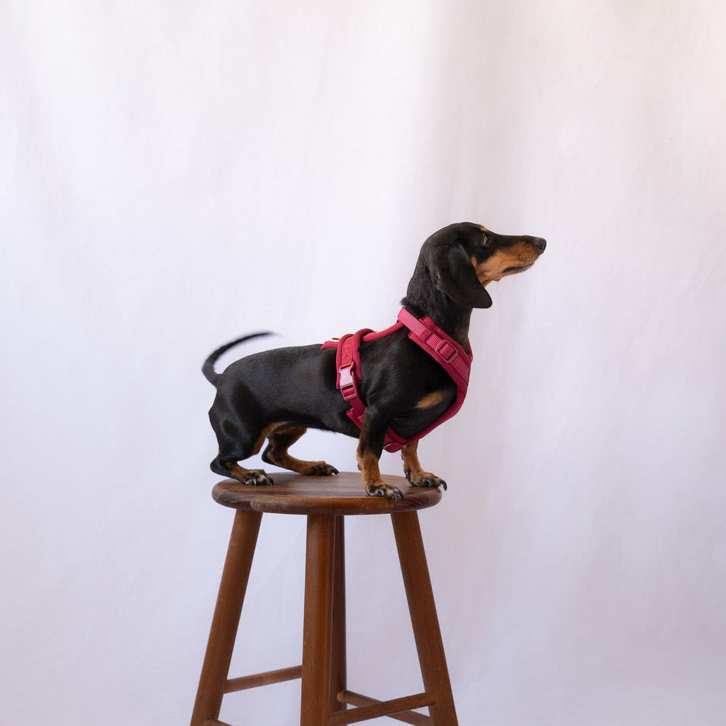 Bordeaux - Comfort Dog Harness