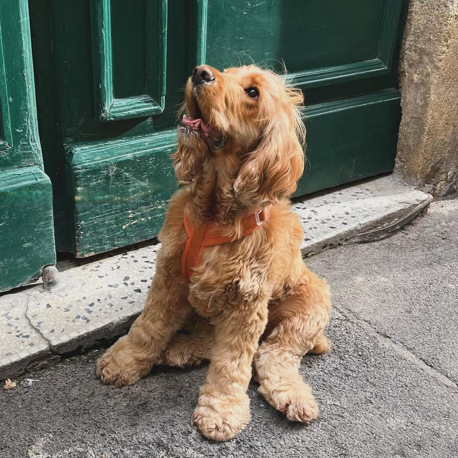 Terracotta - Comfort Dog Harness